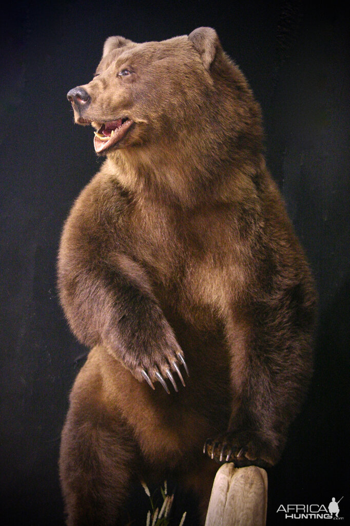 Brown Bear Full Mount Taxidermy