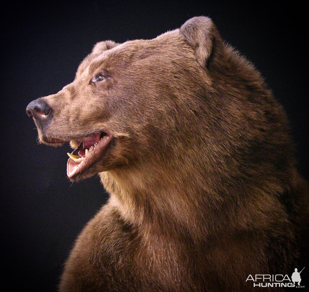 Brown Bear Full Mount Taxidermy