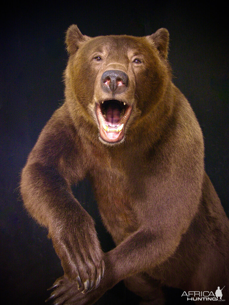 Brown Bear Full Mount Taxidermy