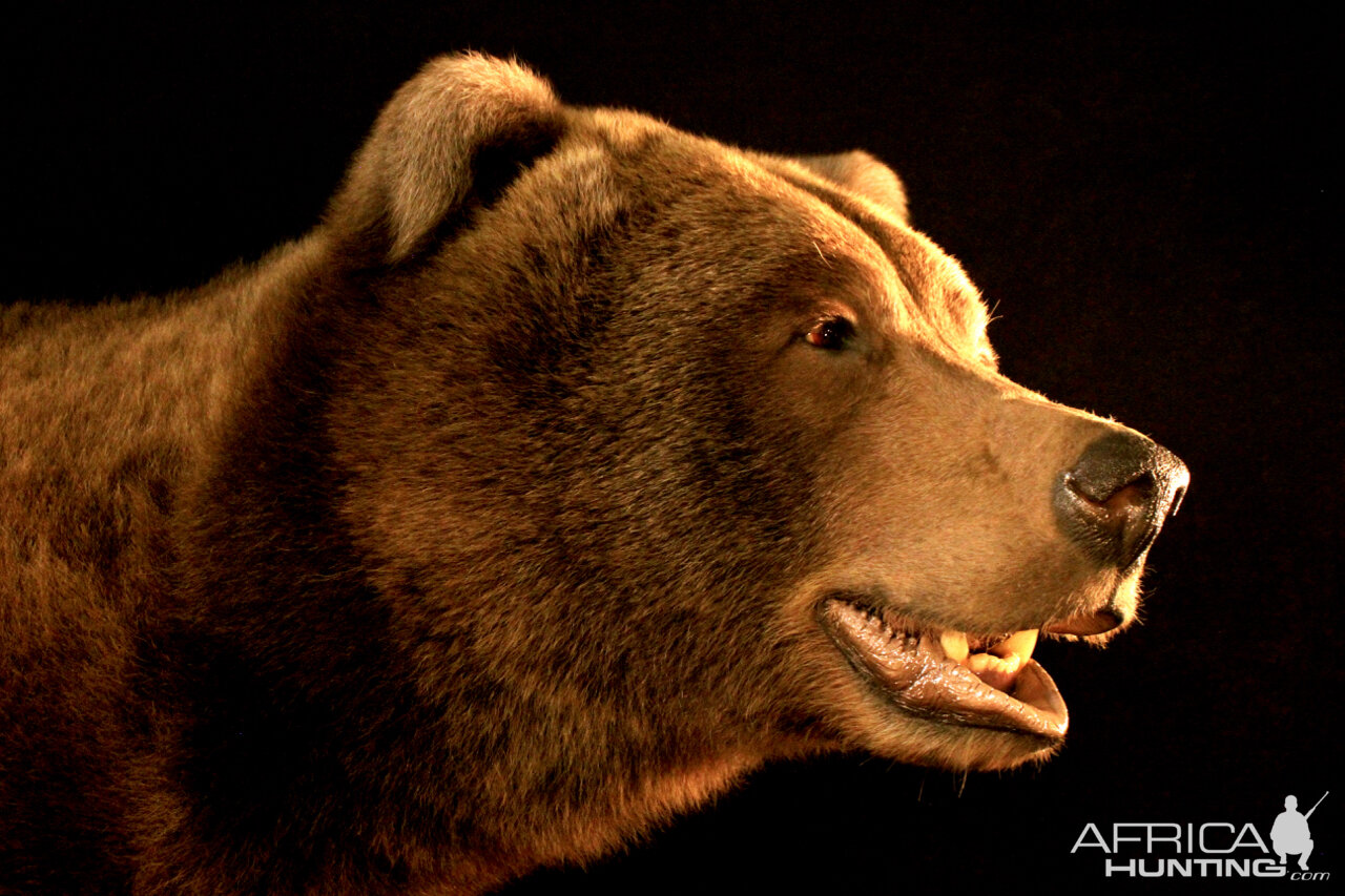 Brown Bear Full Mount Taxidermy