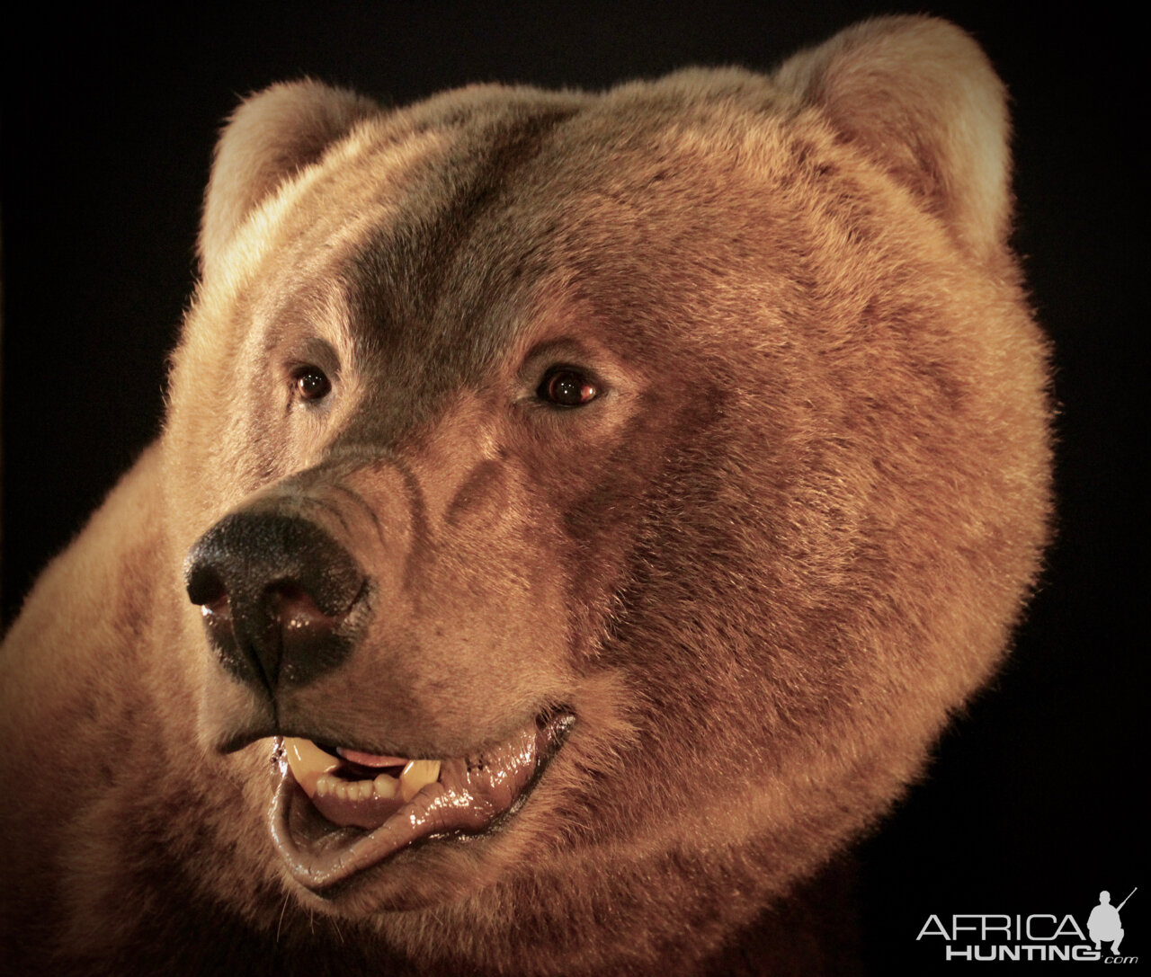 Brown Bear Full Mount Taxidermy