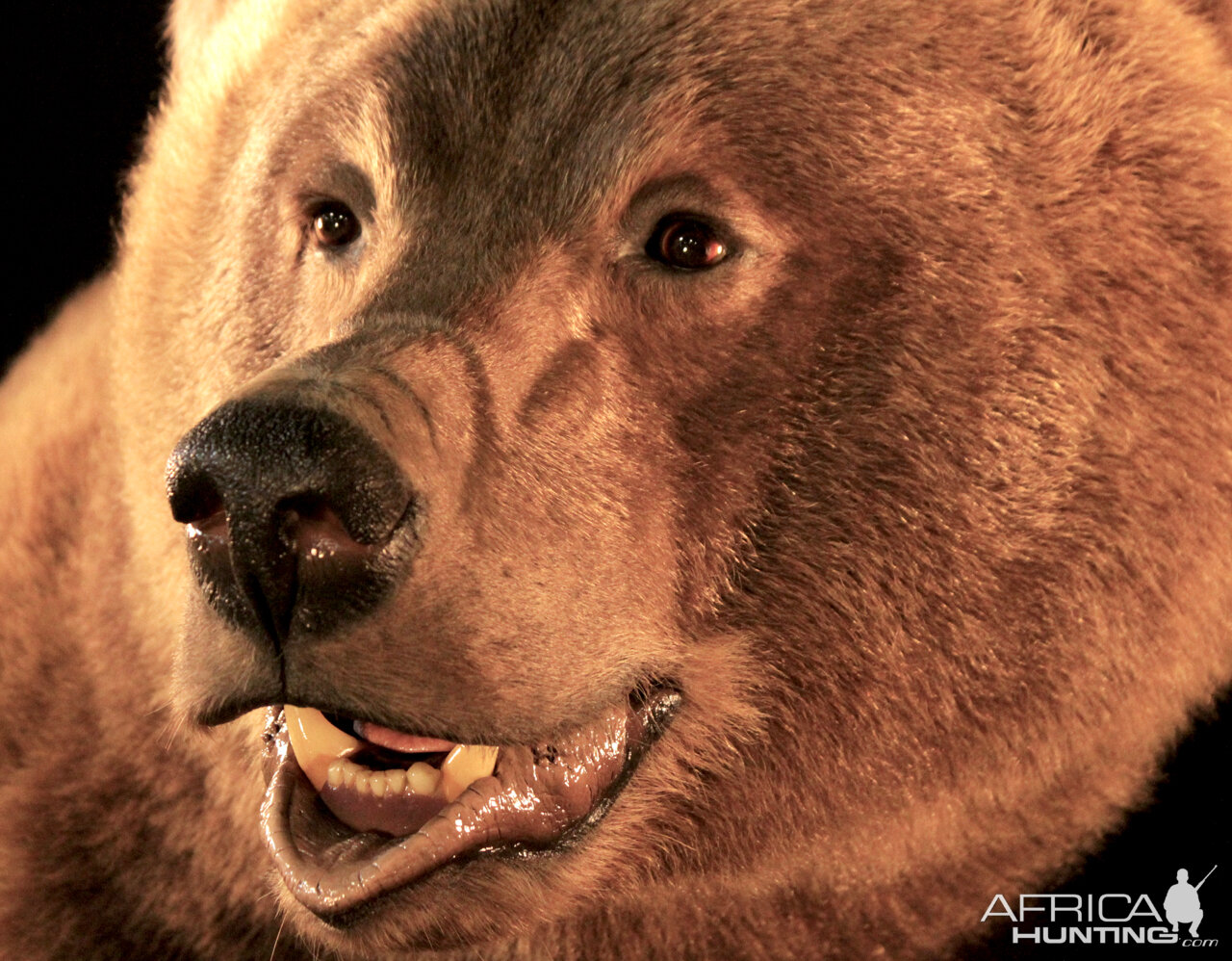 Brown Bear Full Mount Taxidermy