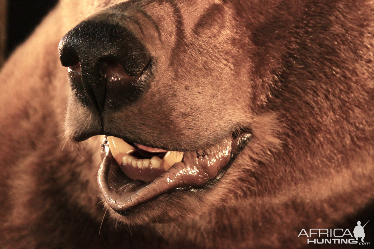 Brown Bear Full Mount Taxidermy