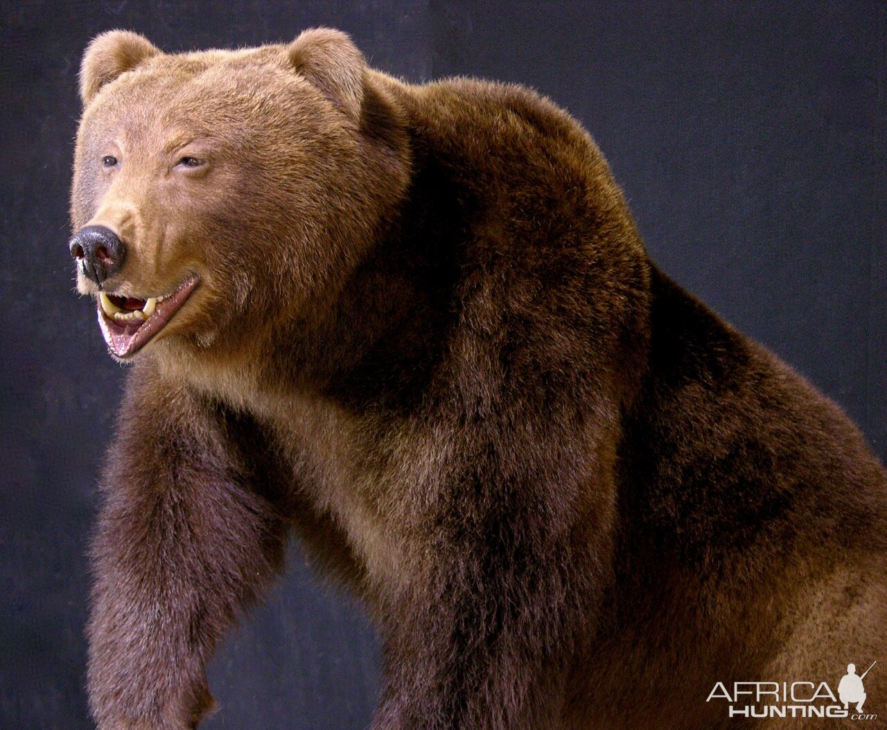 Brown Bear Full Mount Taxidermy