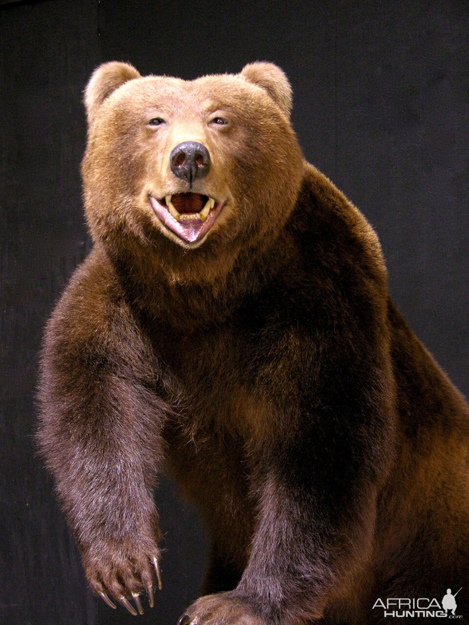 Brown Bear Full Mount Taxidermy