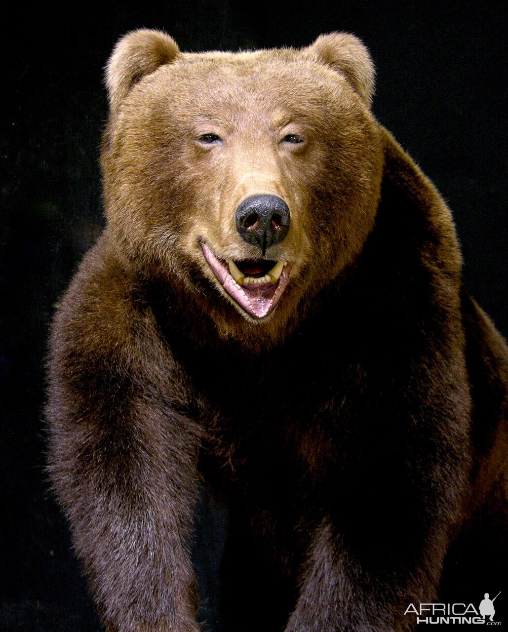 Brown Bear Full Mount Taxidermy