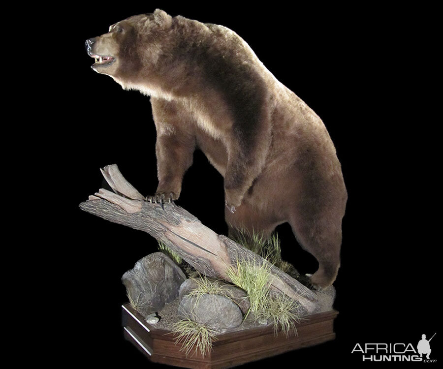 Brown Bear Full Mount Taxidermy