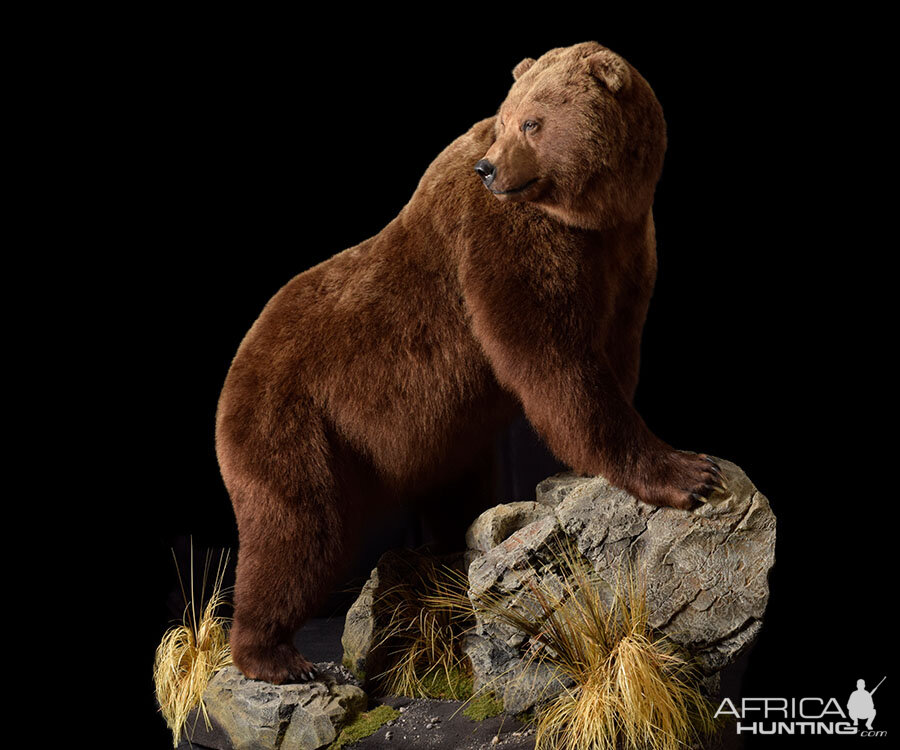 Brown Bear Full Mount Taxidermy