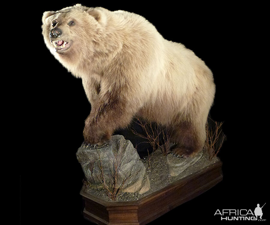 Brown Bear Full Mount Taxidermy