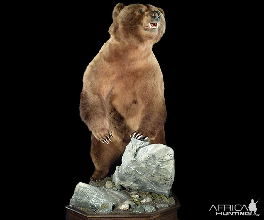 Brown Bear Full Mount Taxidermy