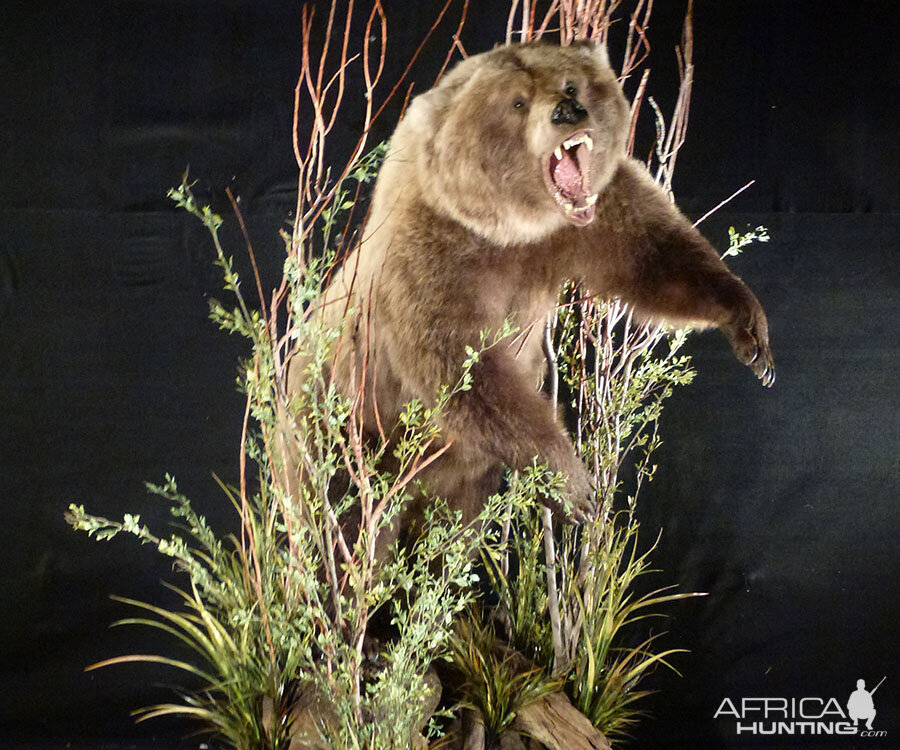 Brown Bear Full Mount Taxidermy