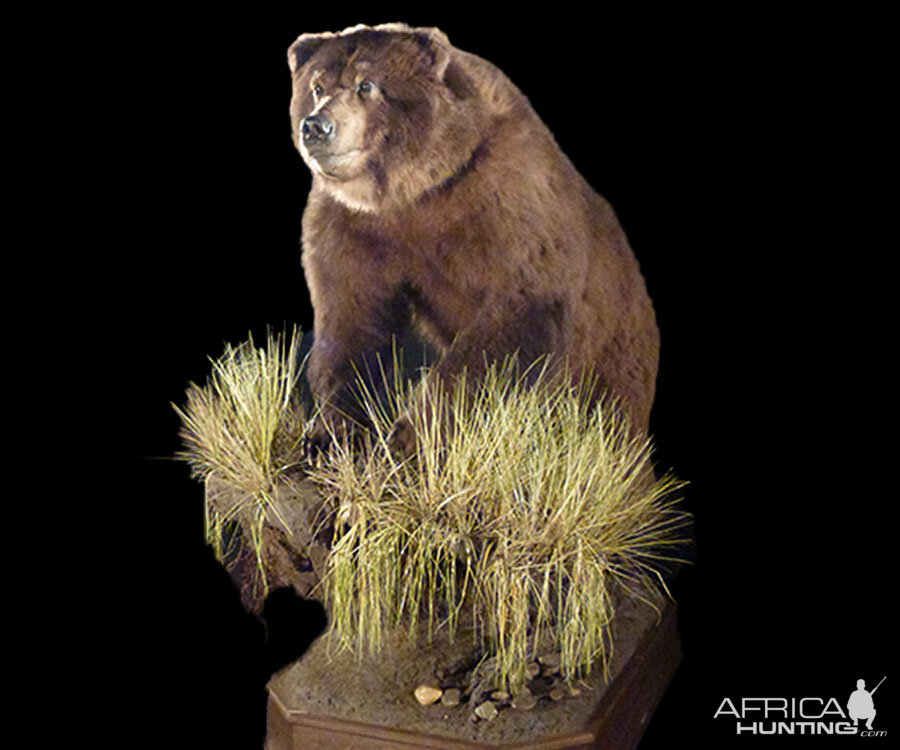 Brown Bear Full Mount Taxidermy