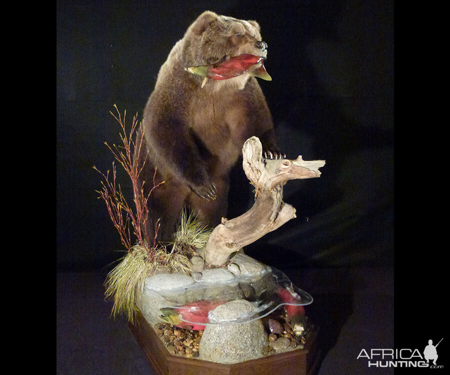 Brown Bear Full Mount Taxidermy