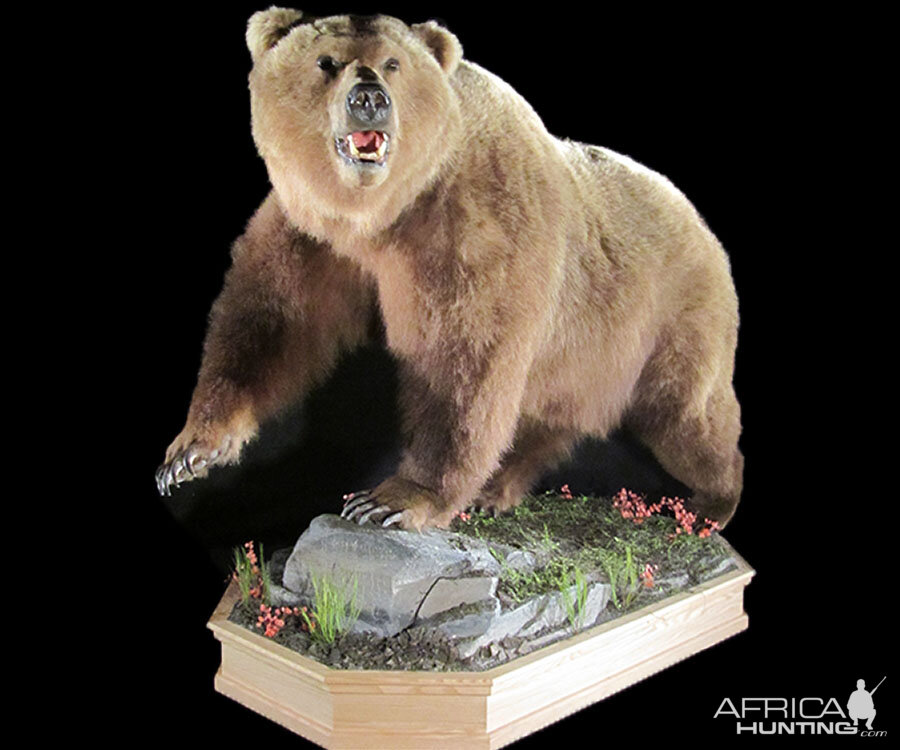 Brown Bear Full Mount Taxidermy