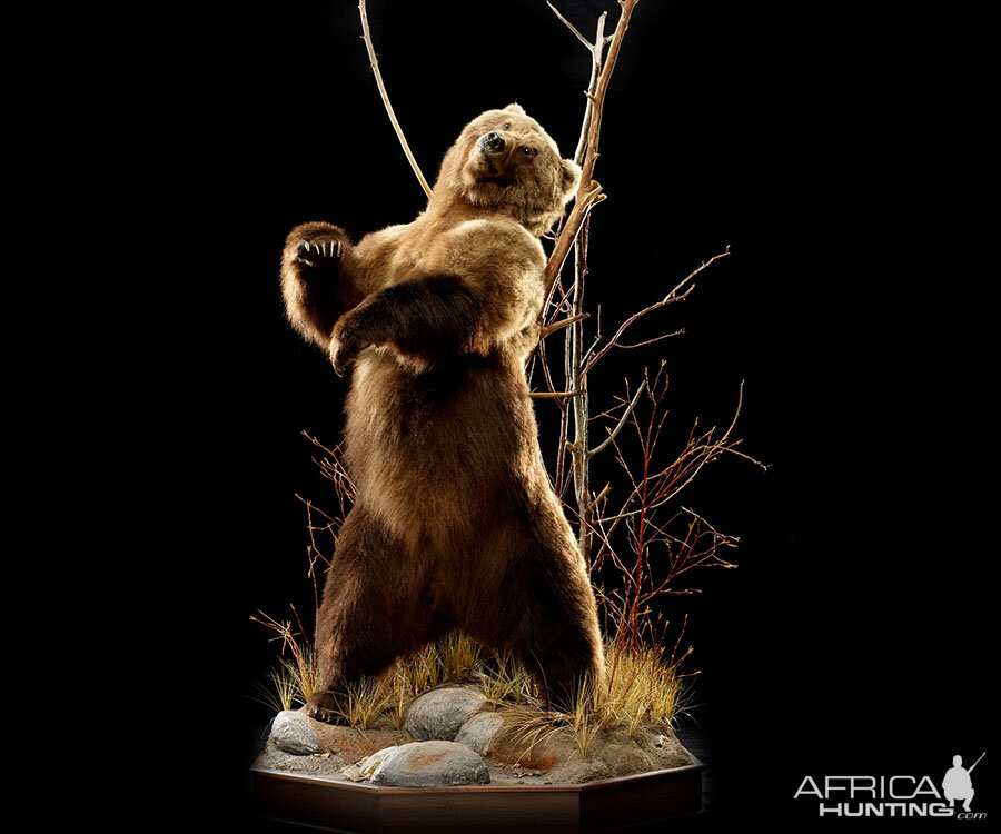 Brown Bear Full Mount Taxidermy