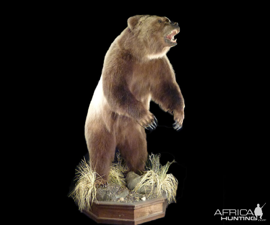 Brown Bear Full Mount Taxidermy