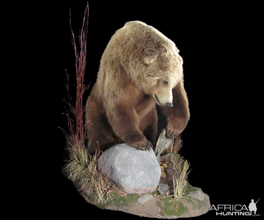 Brown Bear Full Mount Taxidermy