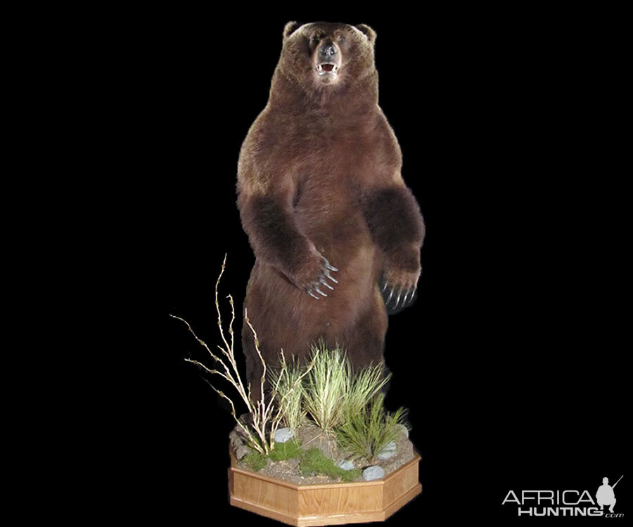 Brown Bear Full Mount Taxidermy