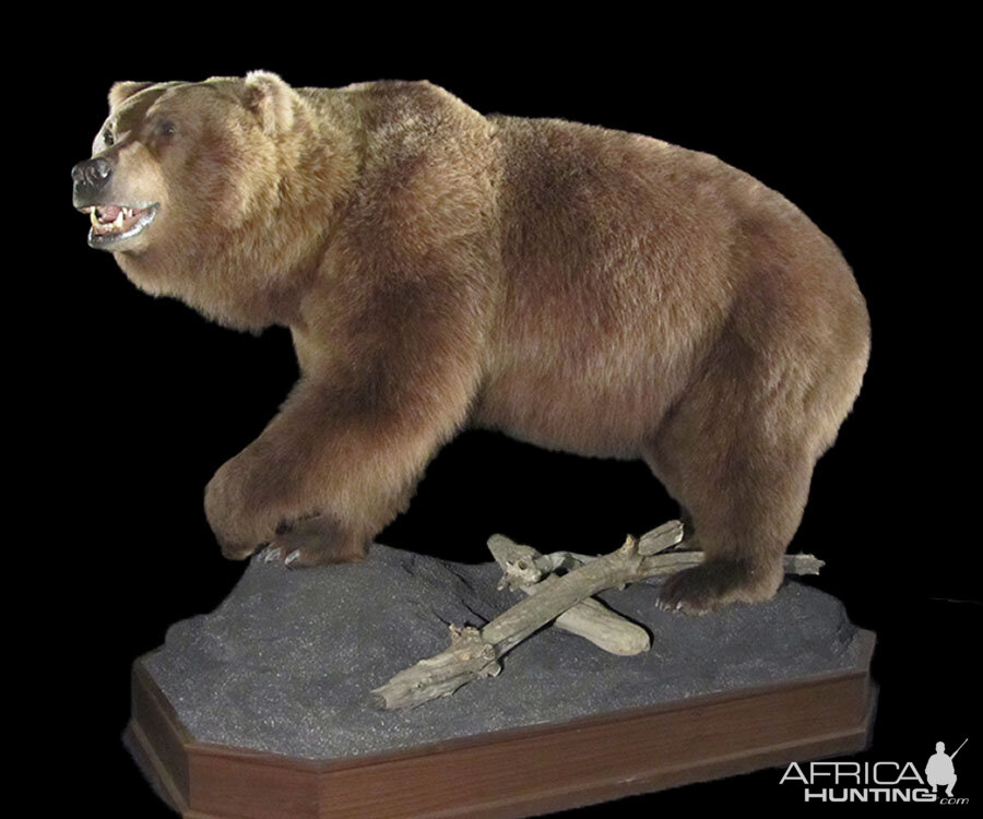 Brown Bear Full Mount Taxidermy