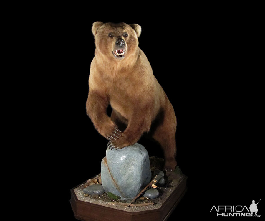 Brown Bear Full Mount Taxidermy