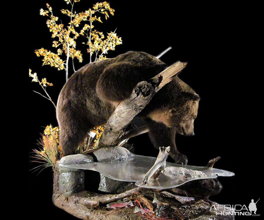 Brown Bear Full Mount Taxidermy