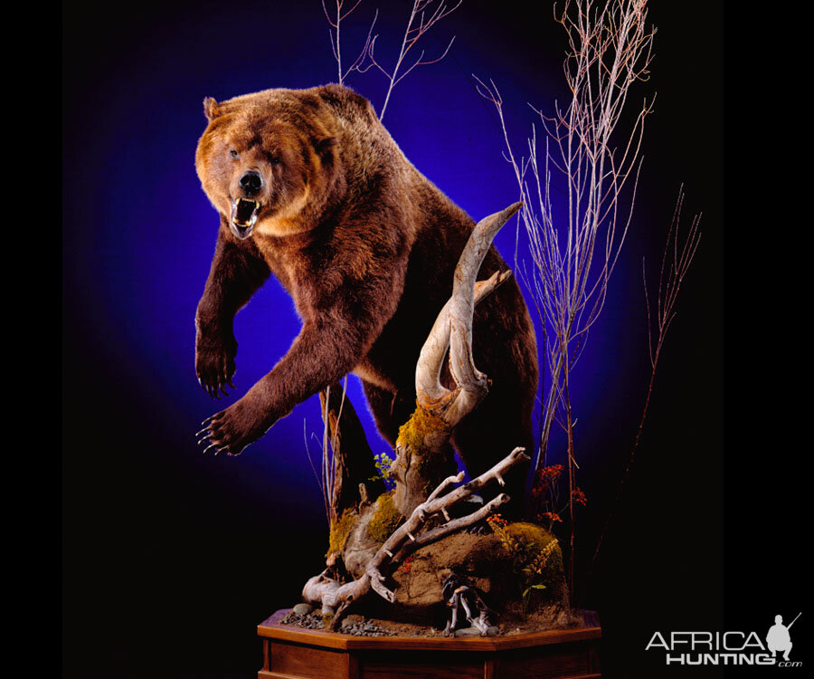 Brown Bear Full Mount Taxidermy