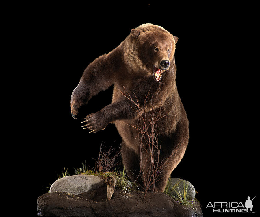 Brown Bear Full Mount Taxidermy