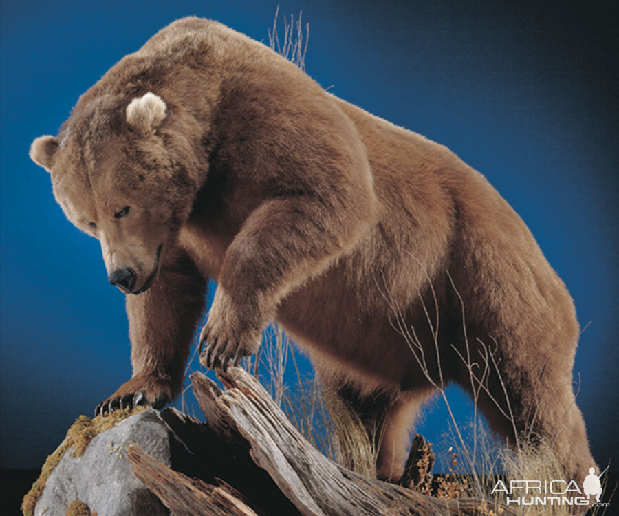 Brown Bear Full Mount Taxidermy