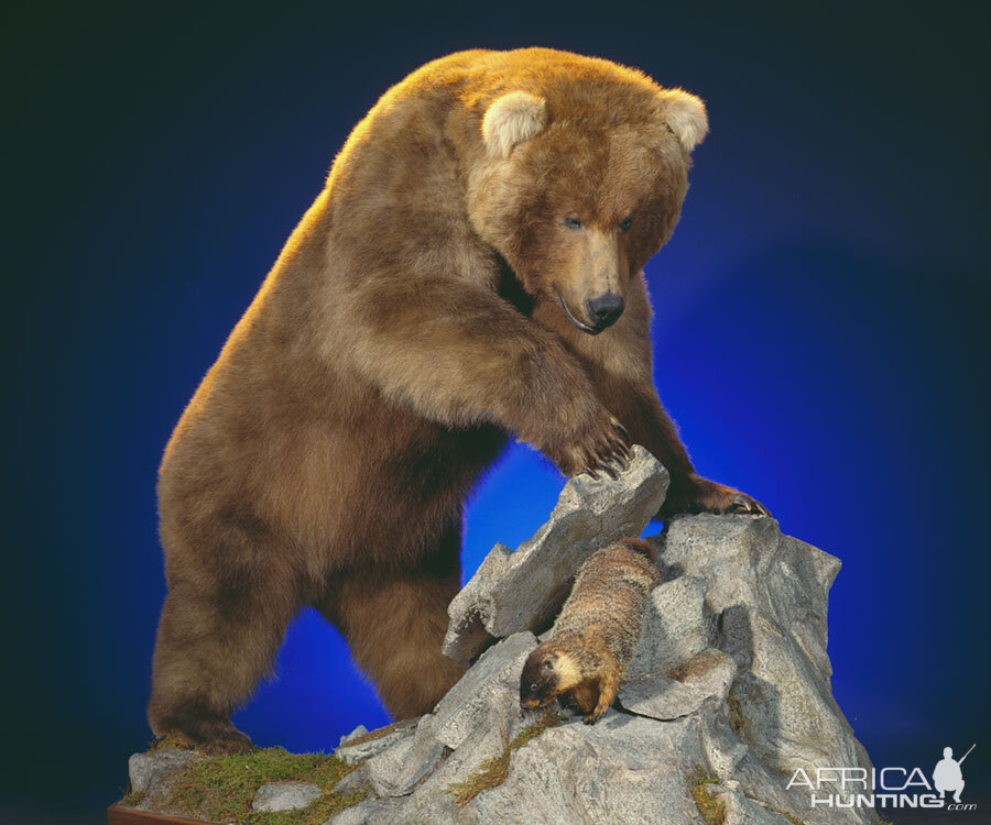 Brown Bear Full Mount Taxidermy