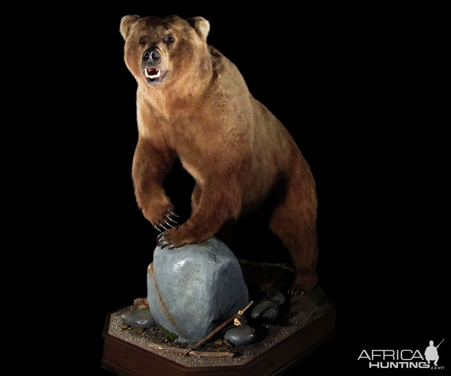 Brown Bear Full Mount Taxidermy