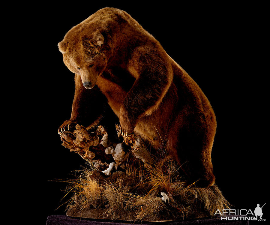 Brown Bear Full Mount Taxidermy