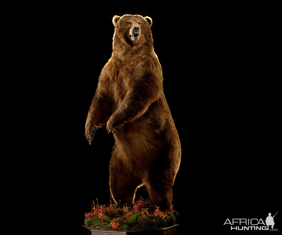 Brown Bear Full Mount Taxidermy