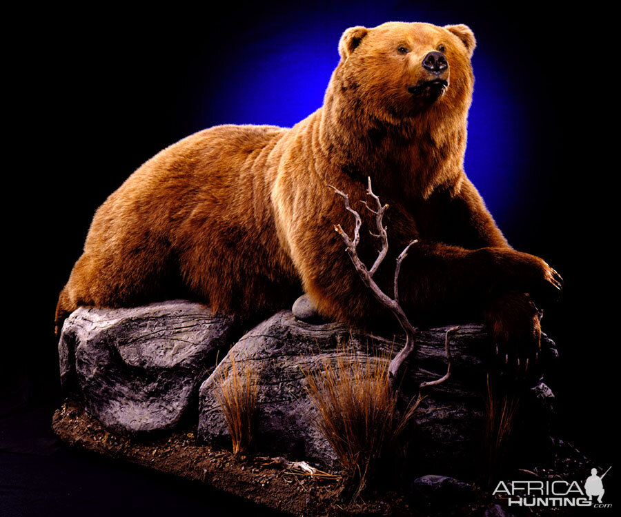 Brown Bear Full Mount Taxidermy