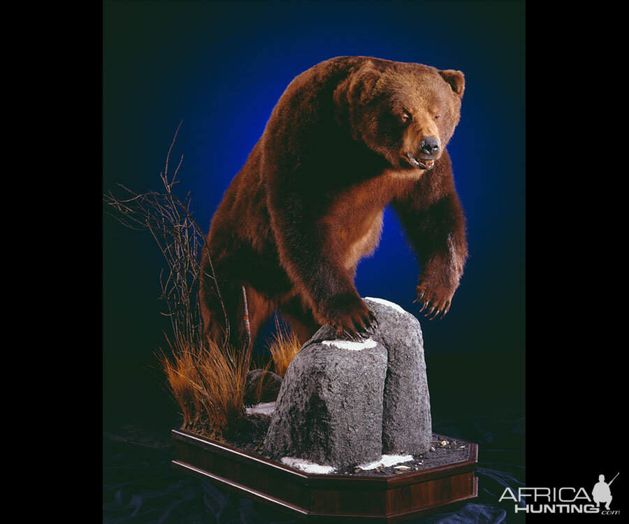 Brown Bear Full Mount Taxidermy