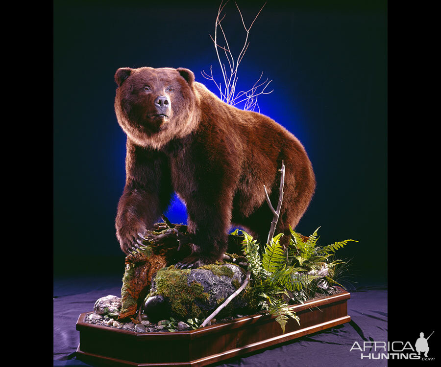 Brown Bear Full Mount Taxidermy