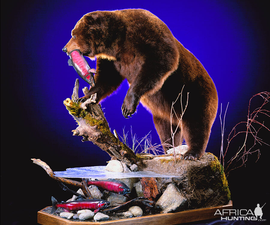 Brown Bear Full Mount Taxidermy