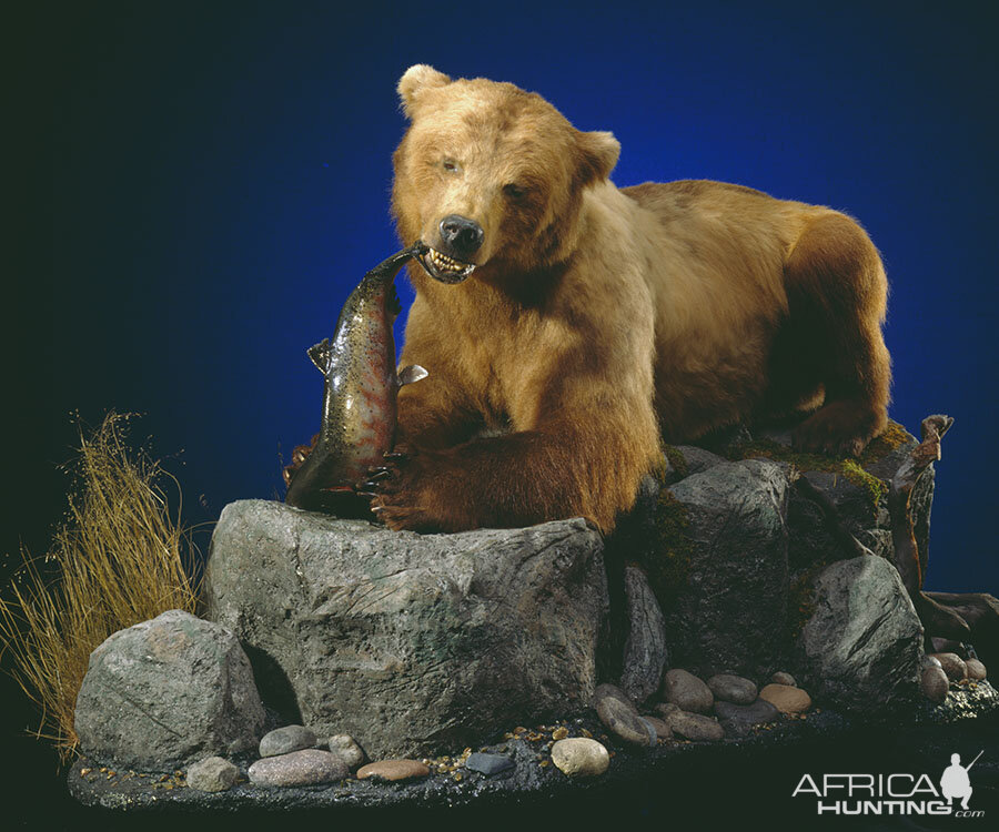 Brown Bear Full Mount Taxidermy