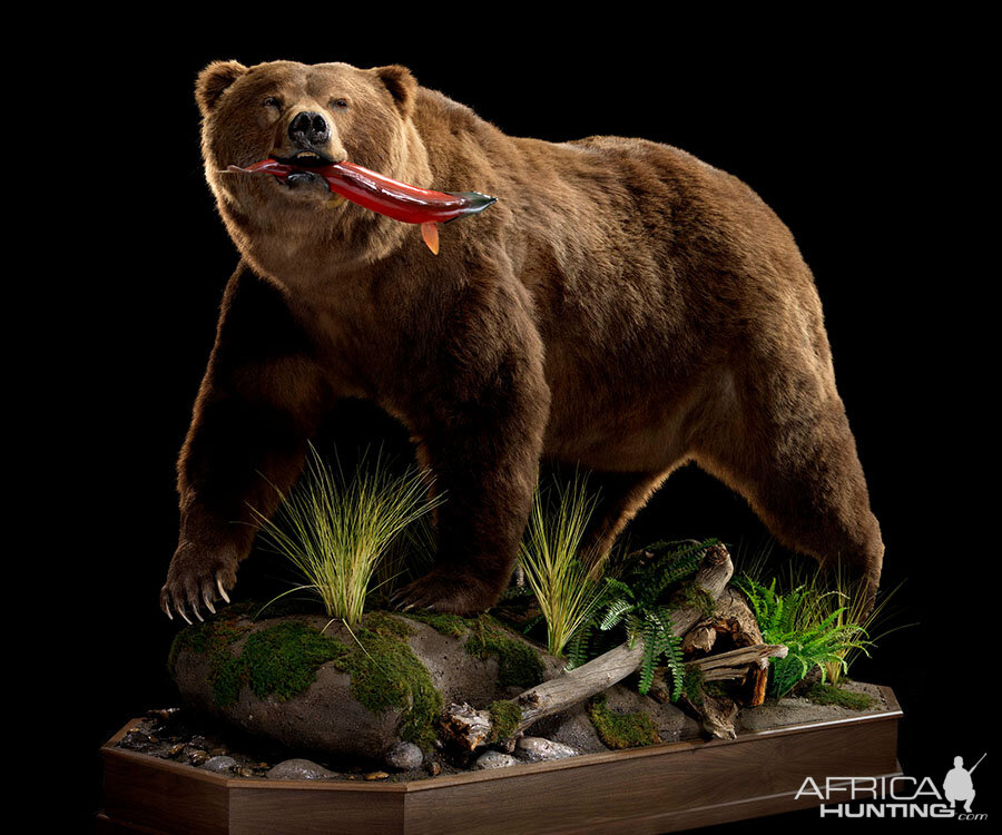 Brown Bear Full Mount Taxidermy