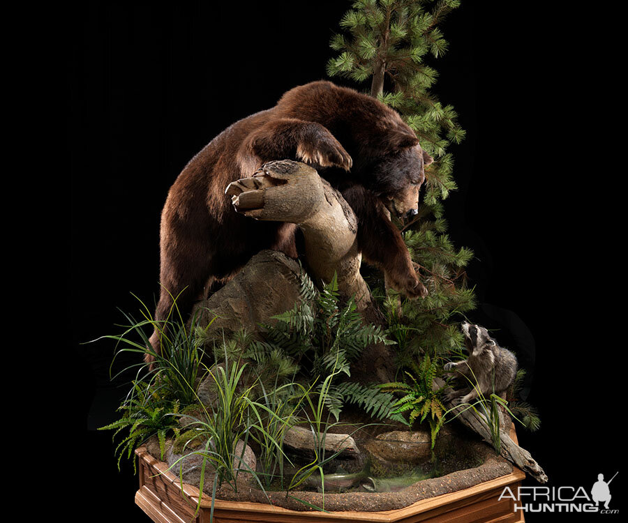 Brown Bear Full Mount Taxidermy