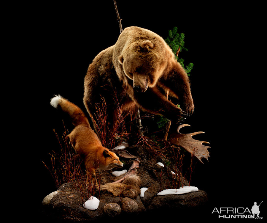 Brown Bear Full Mount Taxidermy