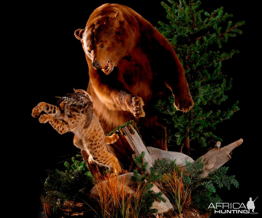 Brown Bear Full Mount Taxidermy