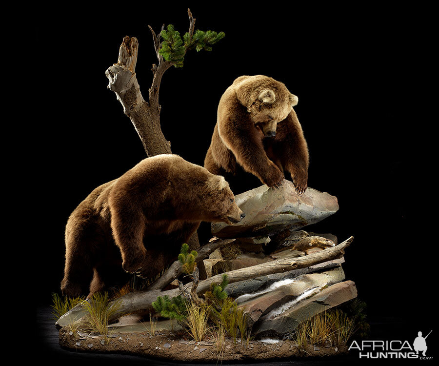 Brown Bear Full Mount Taxidermy