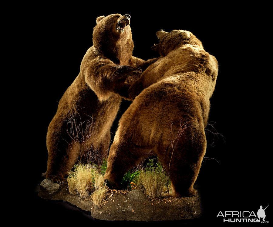 Brown Bear Full Mount Taxidermy