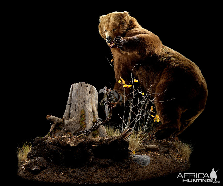 Brown Bear Full Mount Taxidermy