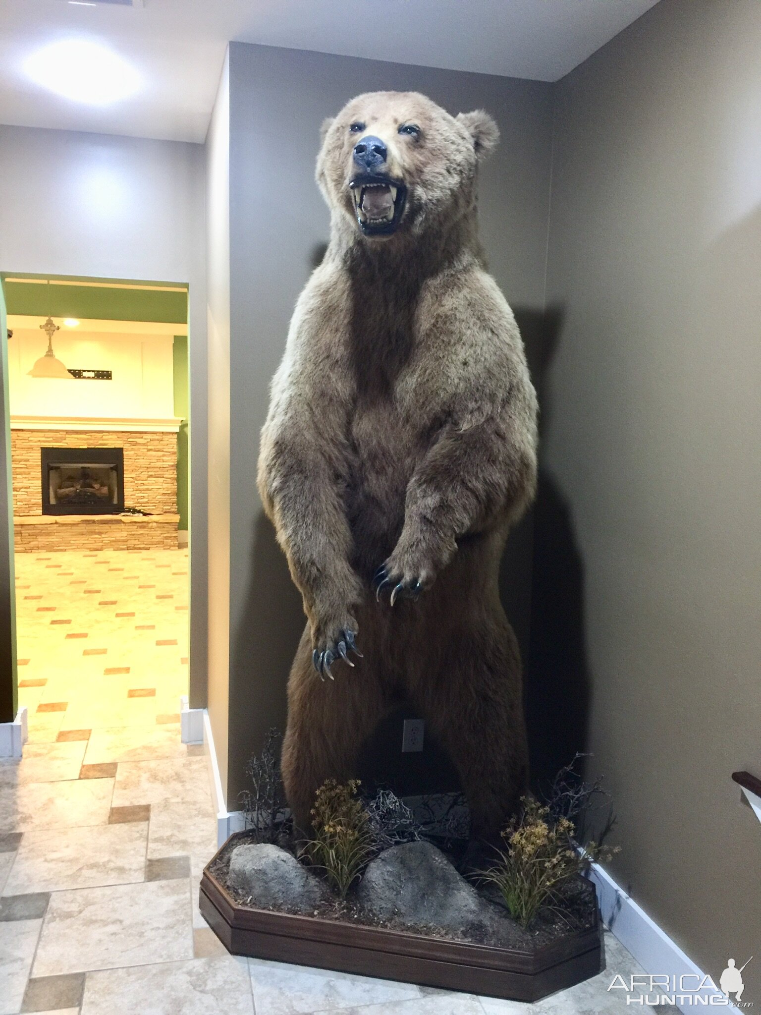 Brown Bear Full Mount Taxidermy