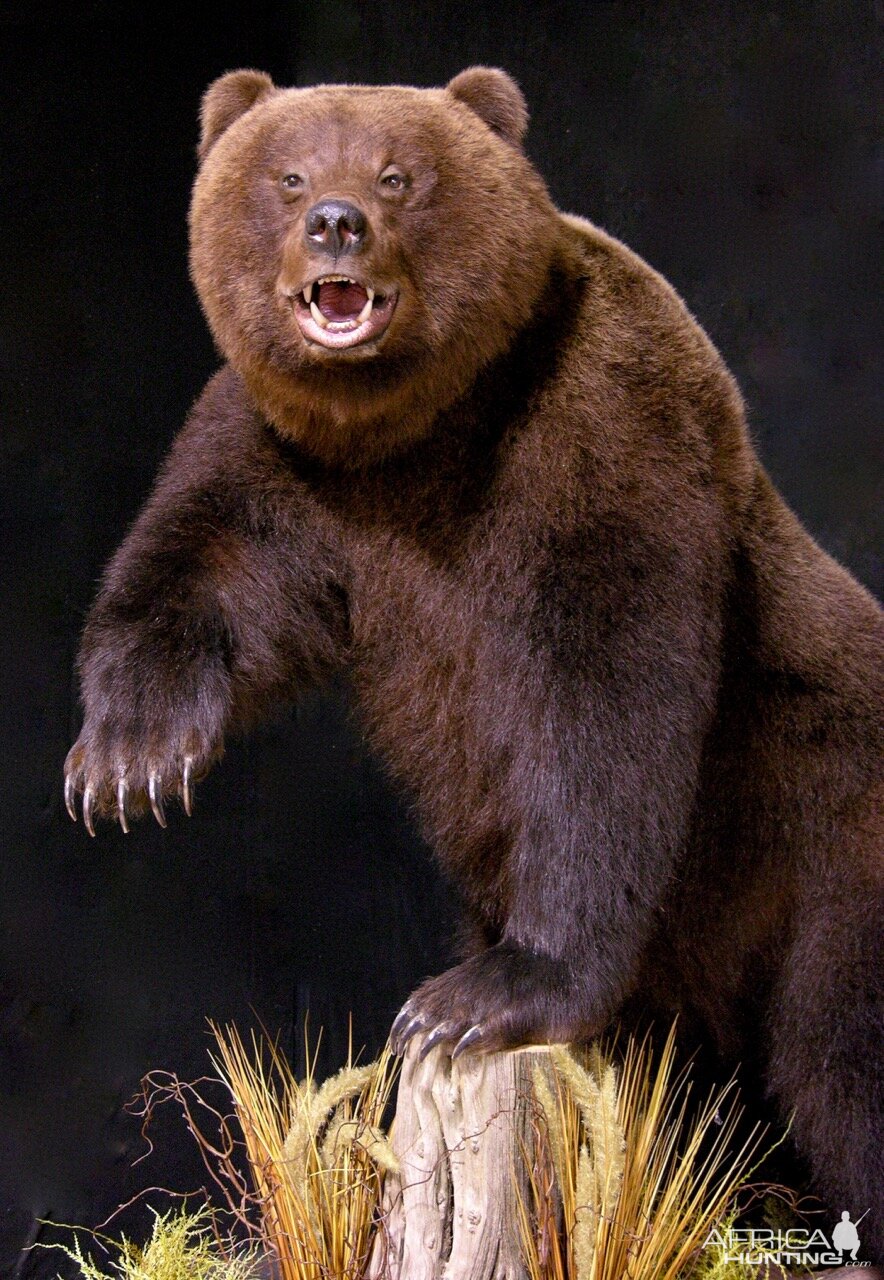 Brown Bear Full Mount Taxidermy