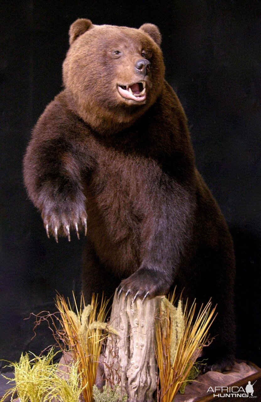 Brown Bear Full Mount Taxidermy