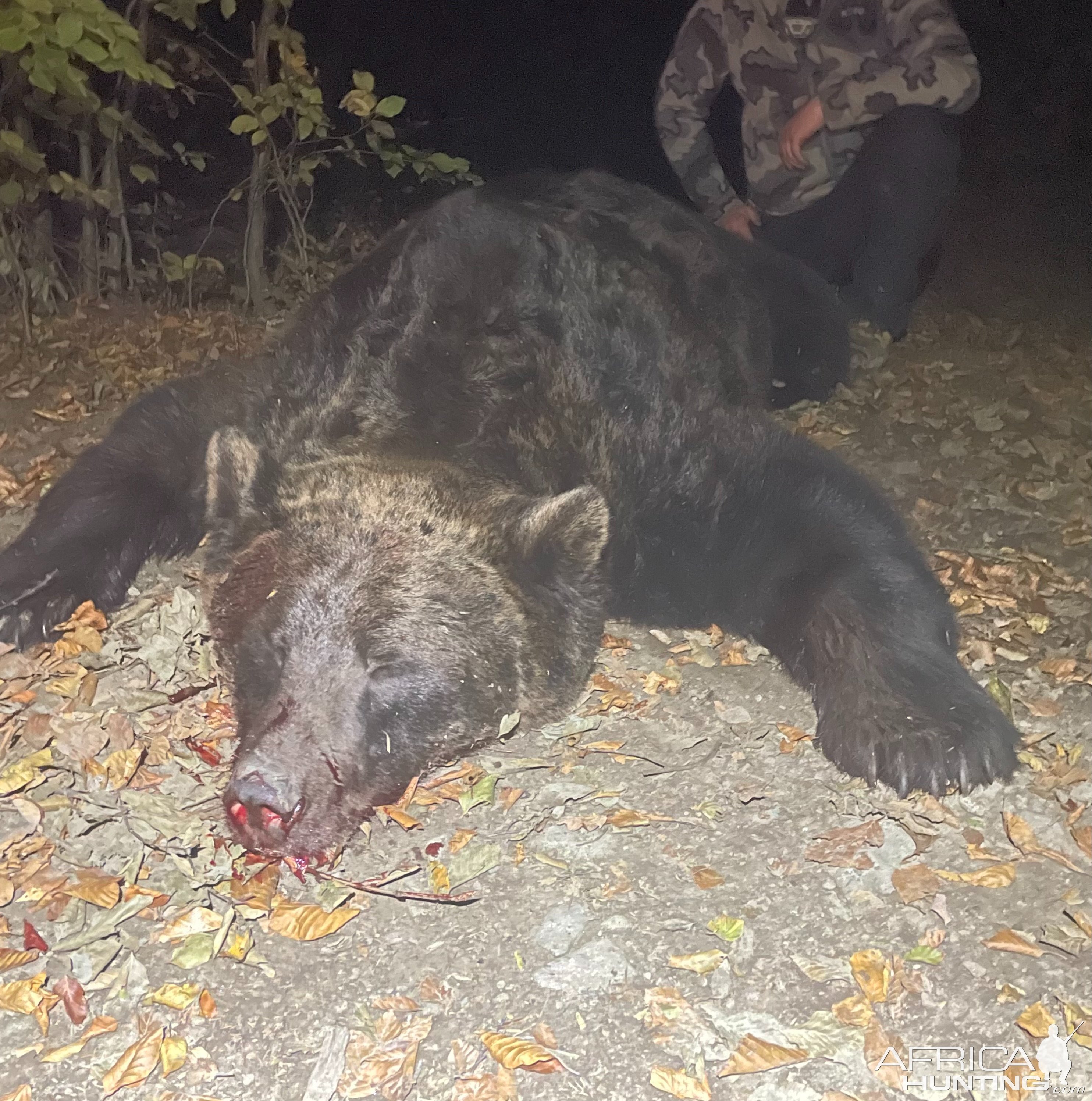 Brown Bear Hunt Romania