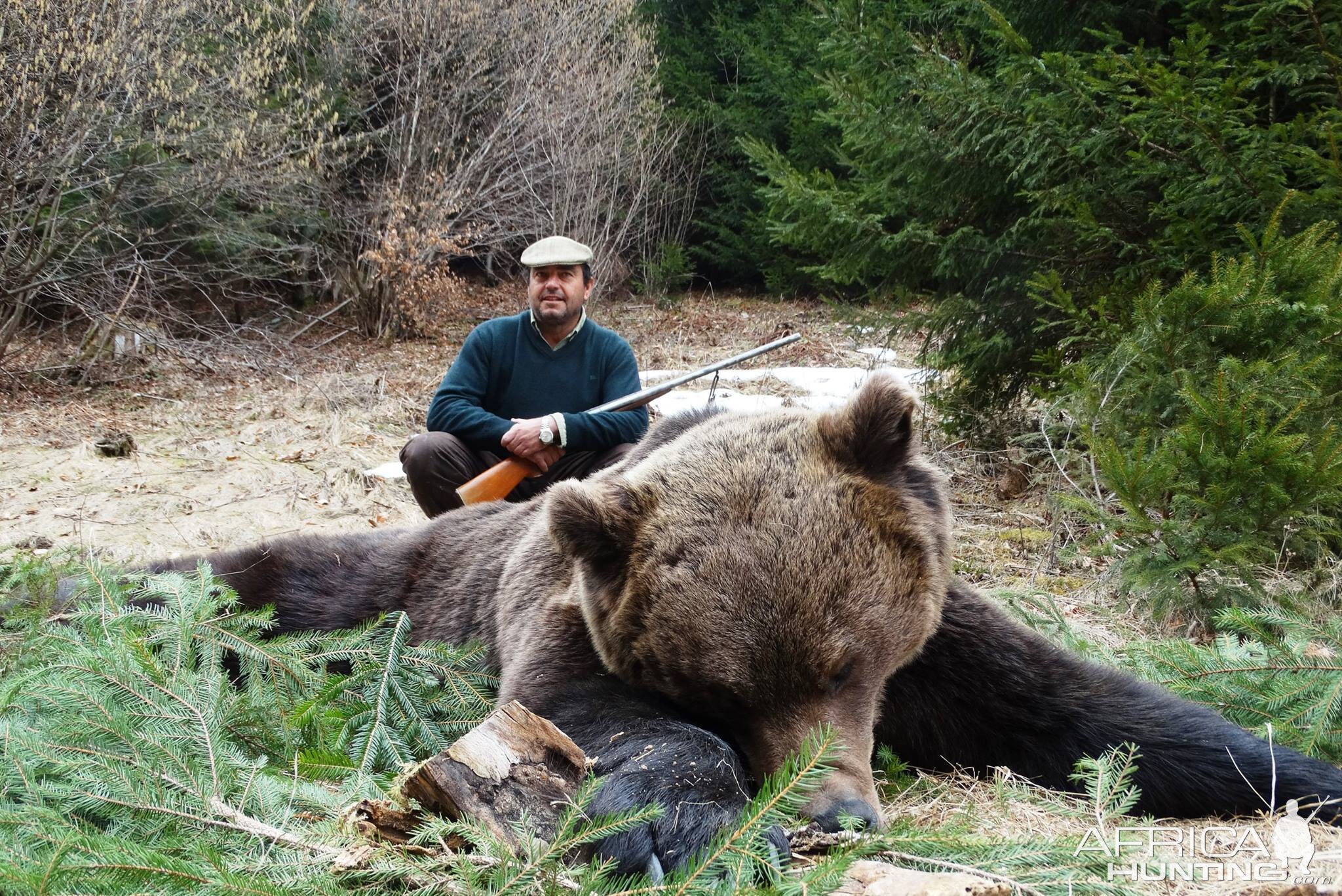 Brown Bear Hunting Romania