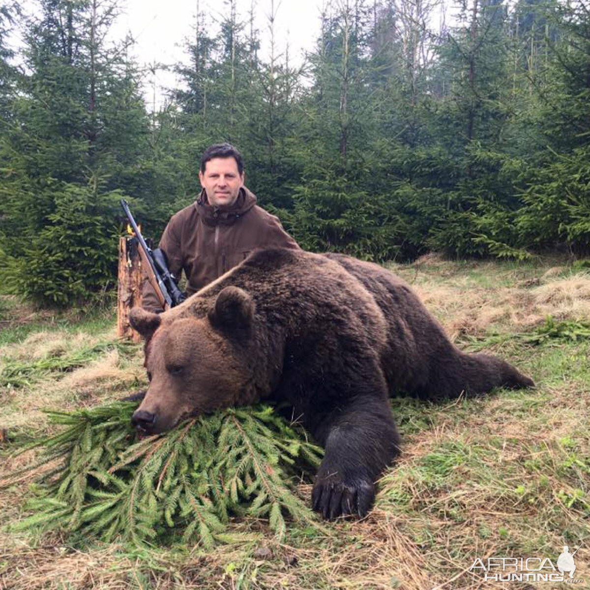 Brown Bear Hunting Romania